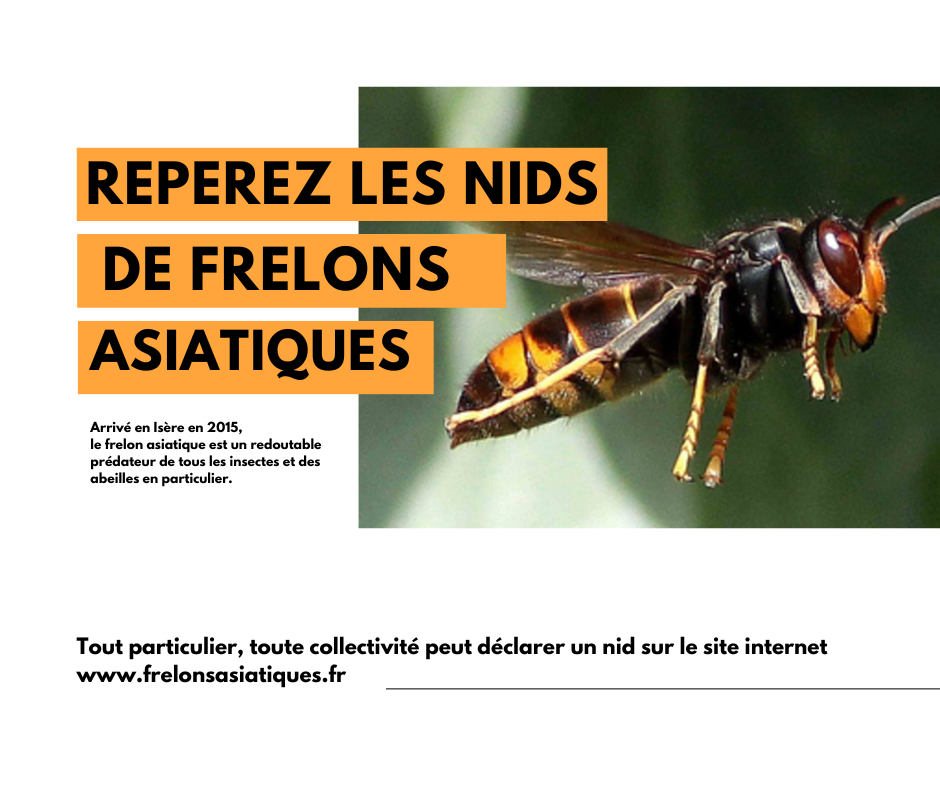 Frelon asiatique Site de la mairie de Crémieu